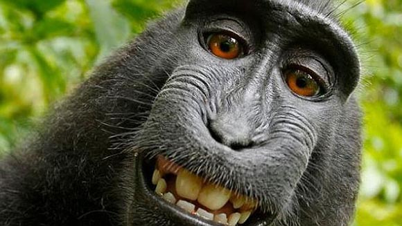 Sulawesi Island Monkey