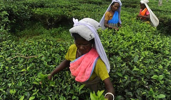 India Tea