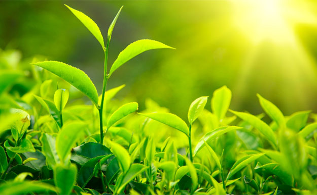 Plants