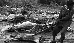 Animal carcasses