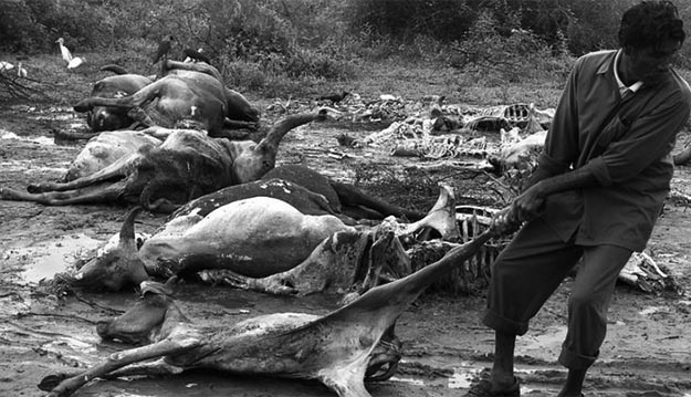 Animal carcasses Gujrat