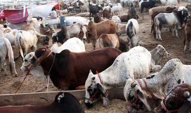 Cow Shelter