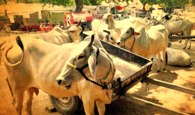 Minors Jailed Over Cow Slaughter
