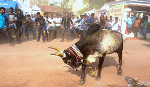 Jallikuttu