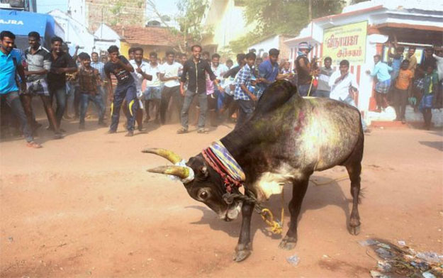 Jallikattu
