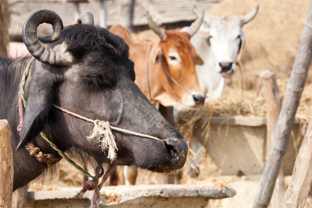 Animal Slaughter