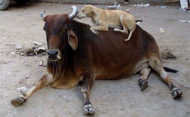 Cow Vigilantes