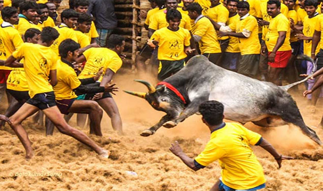 Jallikattu Death