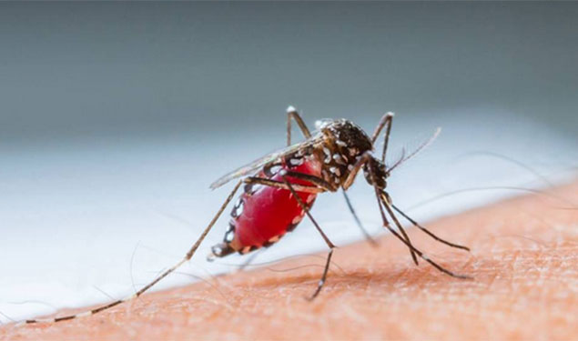 West Nile Virus