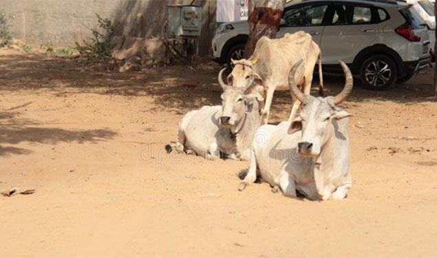 Stray Cow