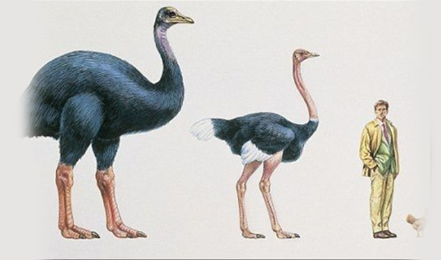 Biggest Bird Dispute