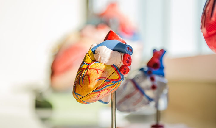 Human Heart