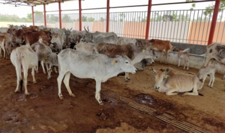 Cows Dead In Uttar Pradesh