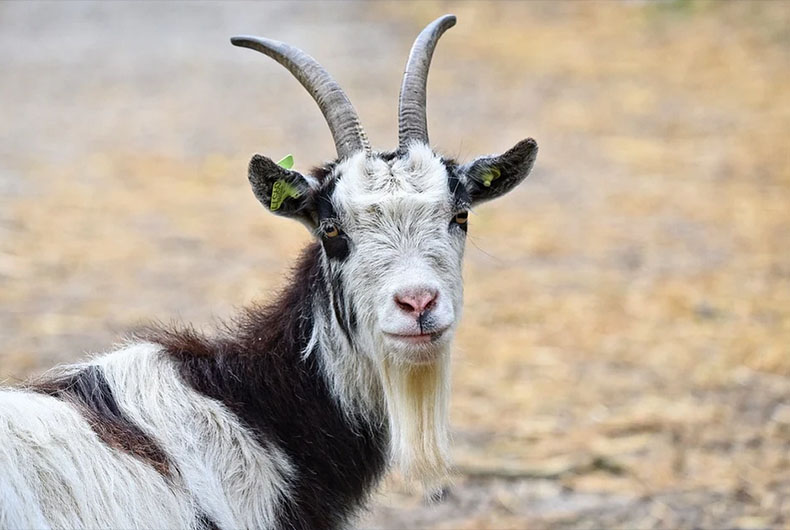 Eid al Adha Goat