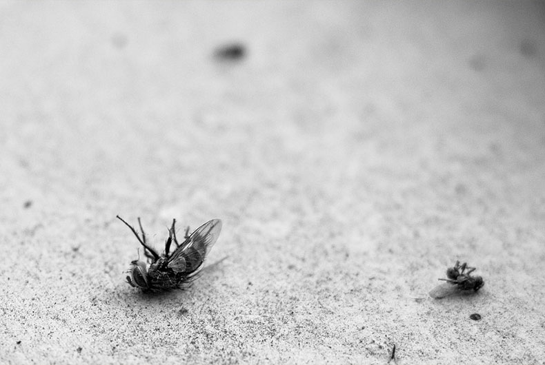 Flying ants