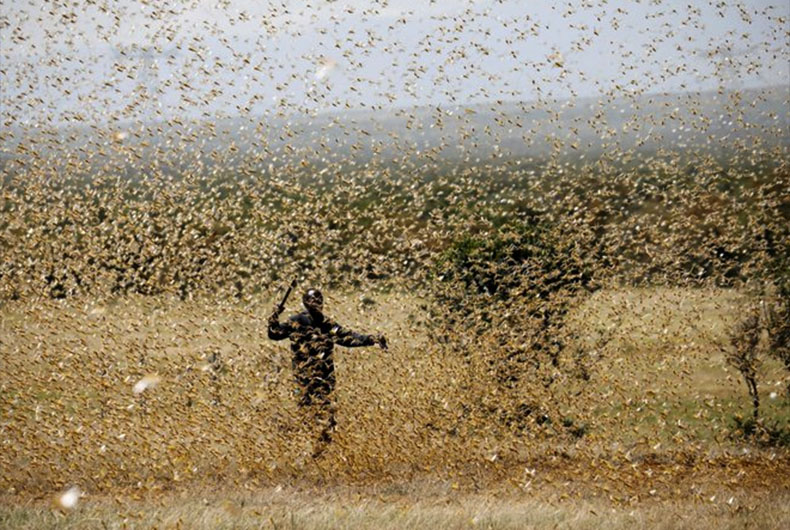 Locust Swarm