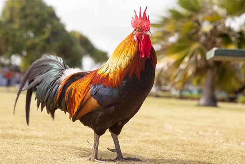 Bird Flu