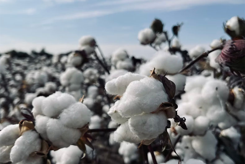 Cotton