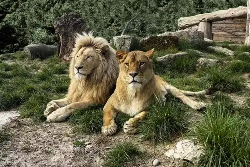 Protest over 'Lioness Sita' and 'Lion Akbar' caged in same enclosure
