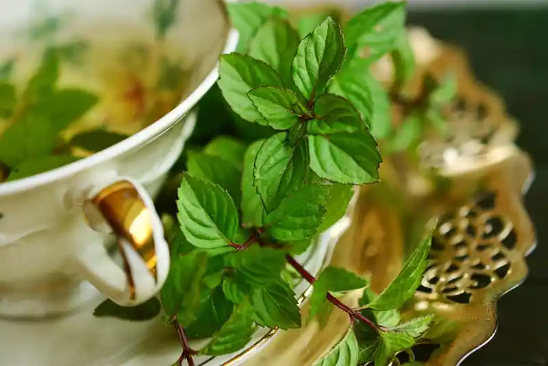 Mint Leaves Oil