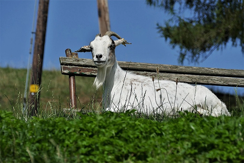Eid al Adha Sacrifice and Its Social Aspects